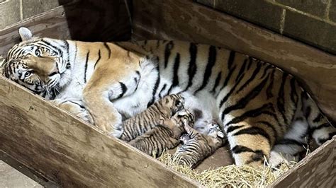 Three Amur tiger cubs born at the Saint Louis Zoo